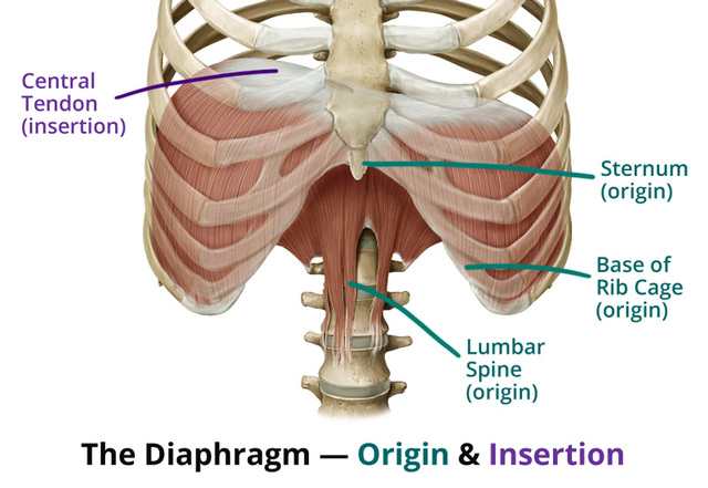 diaphragm-origin-insertion.jpeg