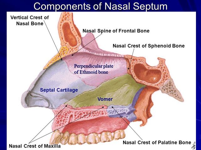 Components+of+Nasal+Septum.jpg