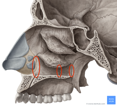 Lateral_wall_of_nasal_cavity_-_bones.png