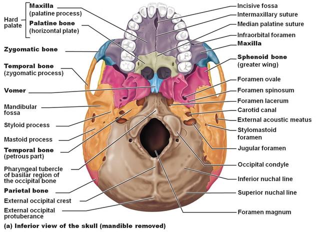 carotid_and_jugular_forament_-1551D5CCD1B70AD3546.jpg