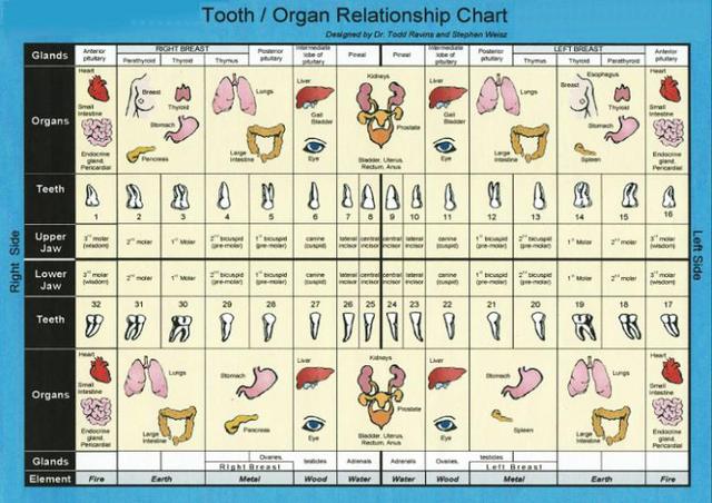 tooth_organ_relationship.jpg