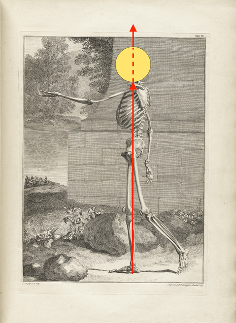 Albinus_t03 のコピー.jpg