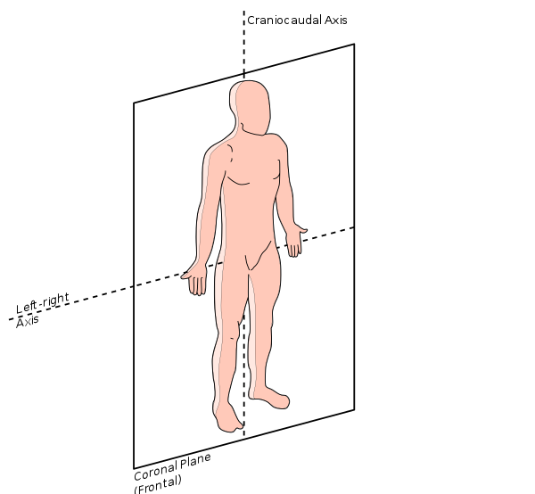 Anatomical_Coronal_Plane-en.svg.PNG